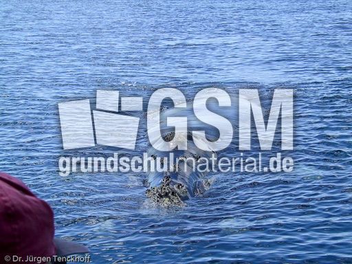 Buckelwal (2 von 57).jpg